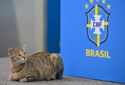 La “maldición del gato”: la teoría que volvió a hacerse viral tras la eliminación de Brasil