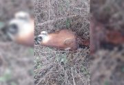 Por segunda vez en semanas, hallan cabezas y viceras de equinos; preocupa el destino de la carne faenada