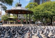 ¿Hay más palomas en Santiago del Estero? Las verdaderas razones detrás de una invasión silenciosa
