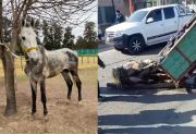 El caballo que se desplomó en Avenida Colón está “desnutrido” y necesitan ayuda para su tratamiento