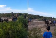 Maltrato animal en Termas: identificaron a los acusados tras la viralización de un violento video contra caballos