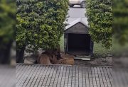 Robaron la cucha que construyeron estudiantes de la ENET N°6 para un perro viejito