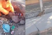 VIDEO | Operarios rescataron a un gato que fue embolsado y arrojado a la basura