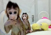 Se disparó el precio de los monos de laboratorio en China: un macaco cuesta hasta 30.000 dólares por la escasez