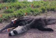 Dolor e indignación por la muerte de un oso hormiguero atropellado en una ruta santiagueña