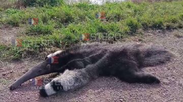 Dolor e indignación por la muerte de un oso hormiguero atropellado en una ruta santiagueña
