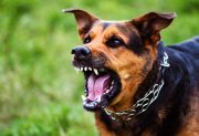 Un mecánico fue atacado por un perro en Sumampa y terminó con 17 puntos de sutura