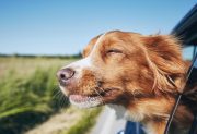 Los perros obedecen mejor cuando sus dueños están felices, según un estudio científico