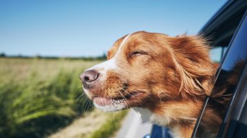 Los perros obedecen mejor cuando sus dueños están felices, según un estudio científico