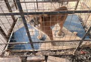 Un incendio en La Banda dejó al descubierto una historia de rescate: los cinco pumas que ya no podrán ser liberados