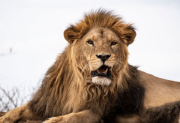 Murió Melena, el león del exzoológico de Santiago que encontró una segunda oportunidad en África