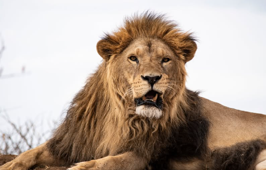 Murió Melena, el león del exzoológico de Santiago que encontró una segunda oportunidad en África